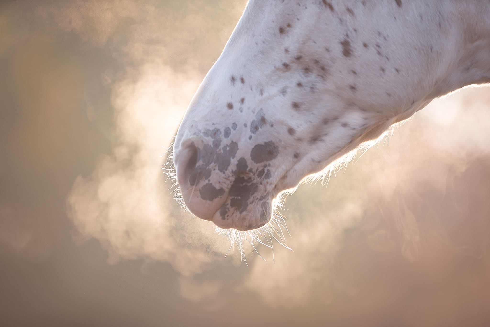 Fotoshooting Pferde