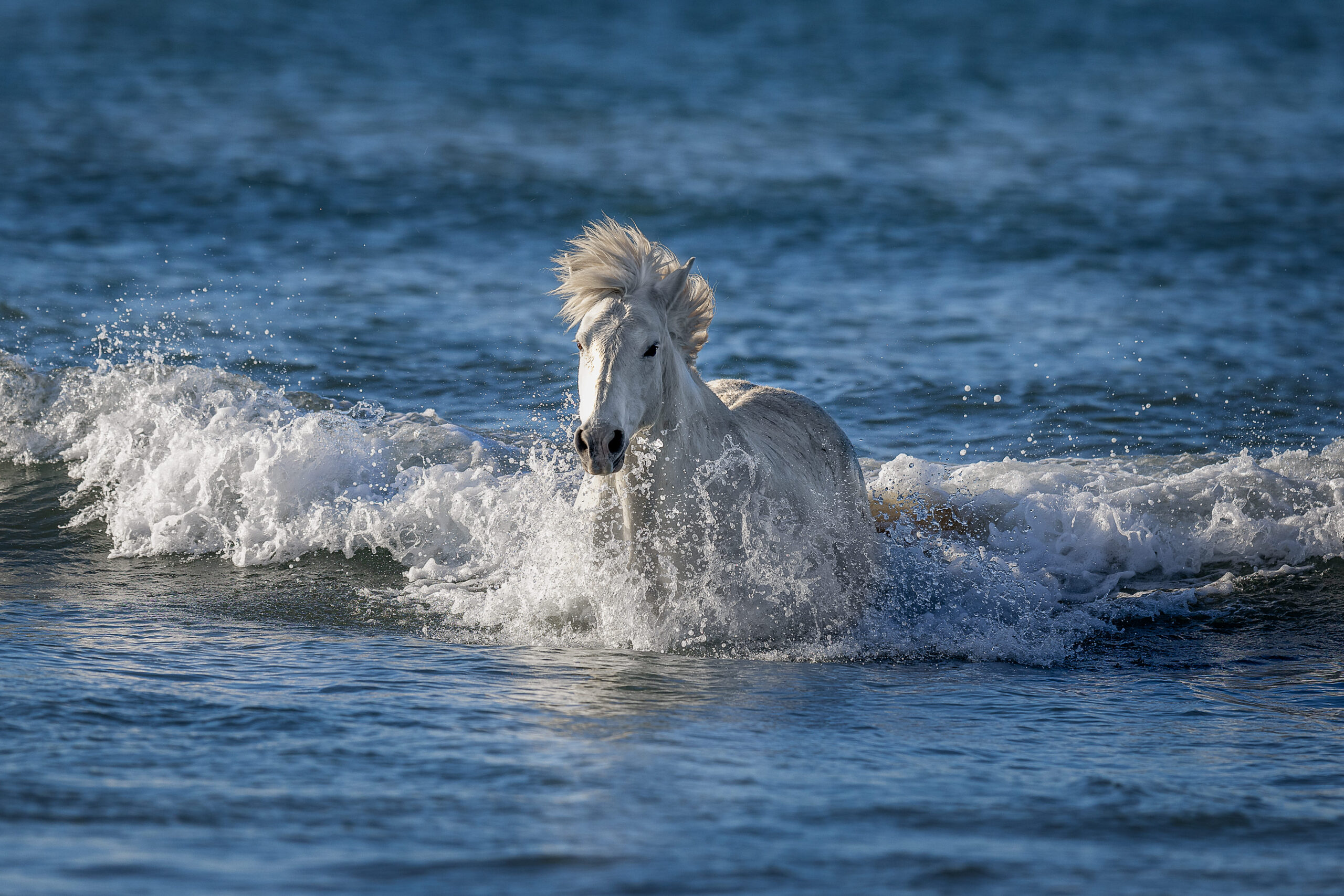 Fotoreise. Pferd kommt aus dem Meer