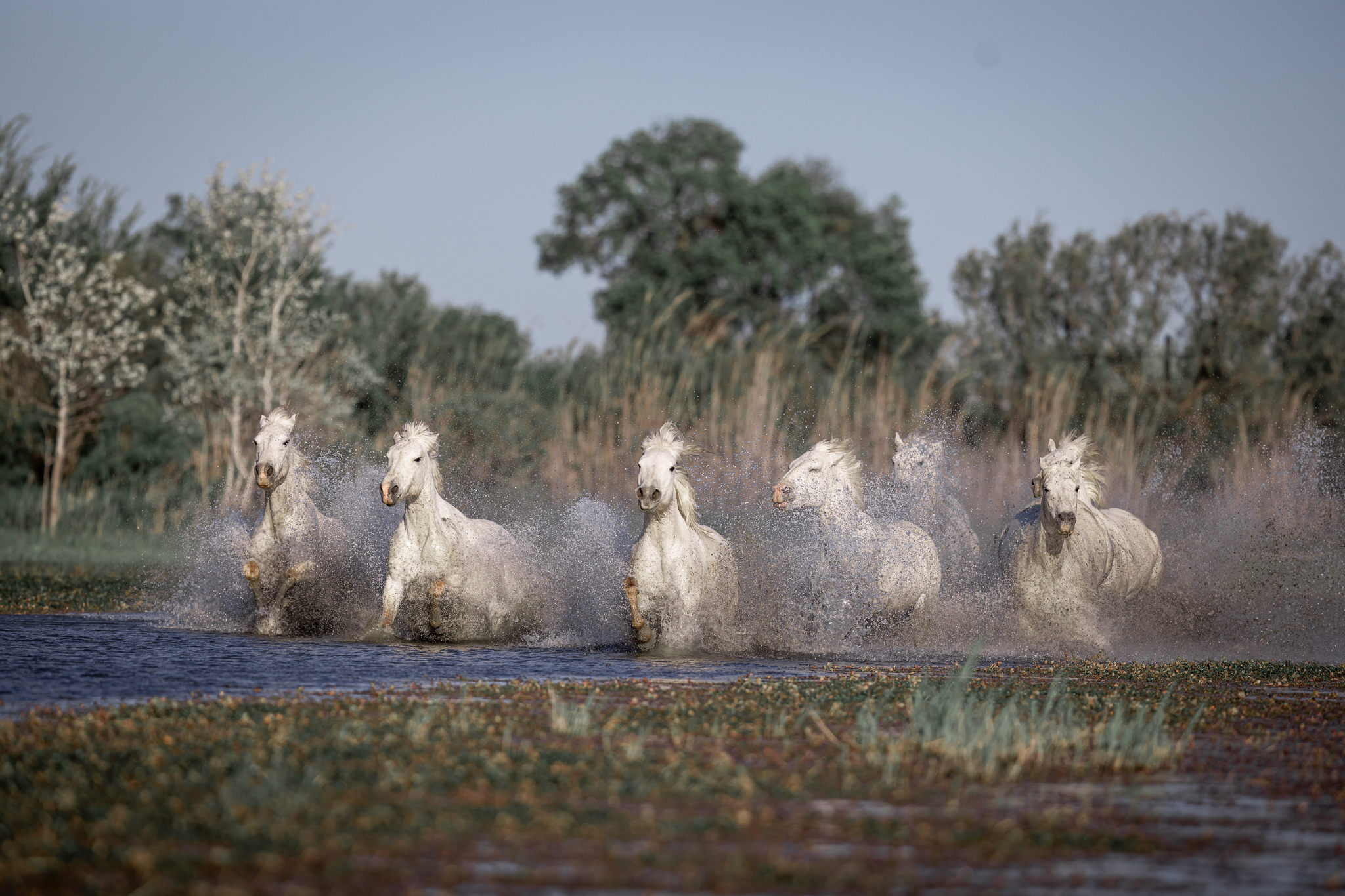 Camarguepferde im Sumpf.