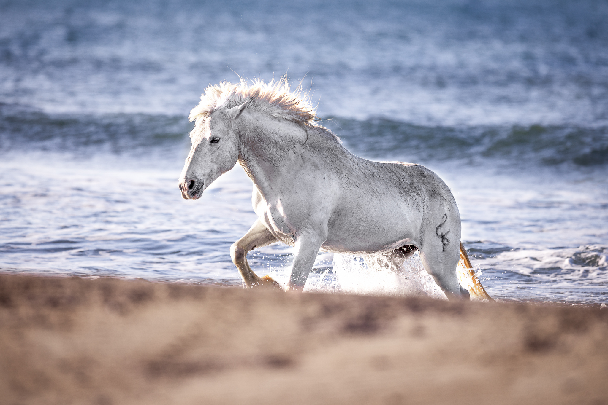 Pferd galoppiert auf den Strand. Fotoreise