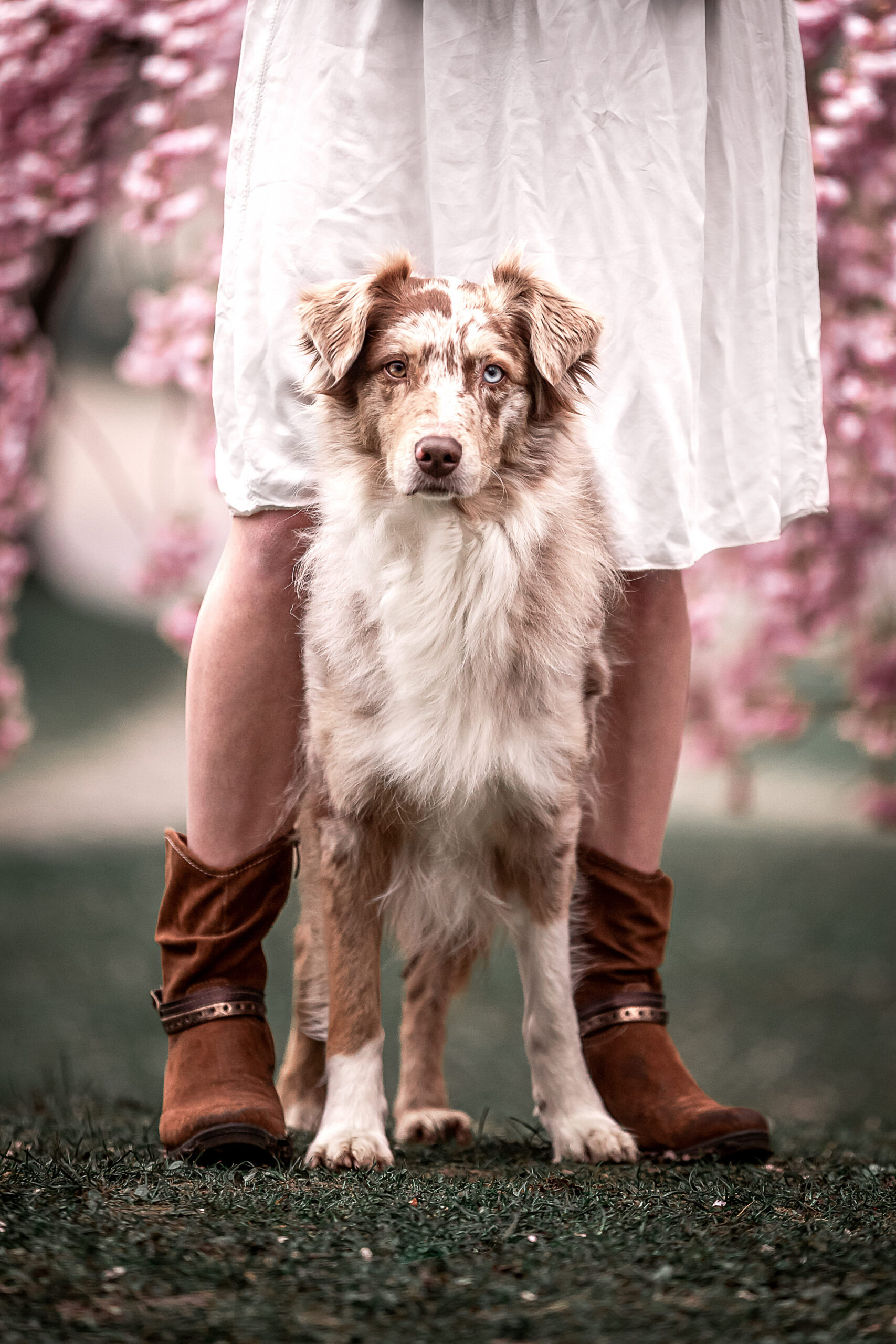 Australian Shepard brau Merle<br />
