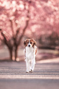 Ein Kooikerhondje spaziert durch den Park mit blühenden Kirschbäumen.