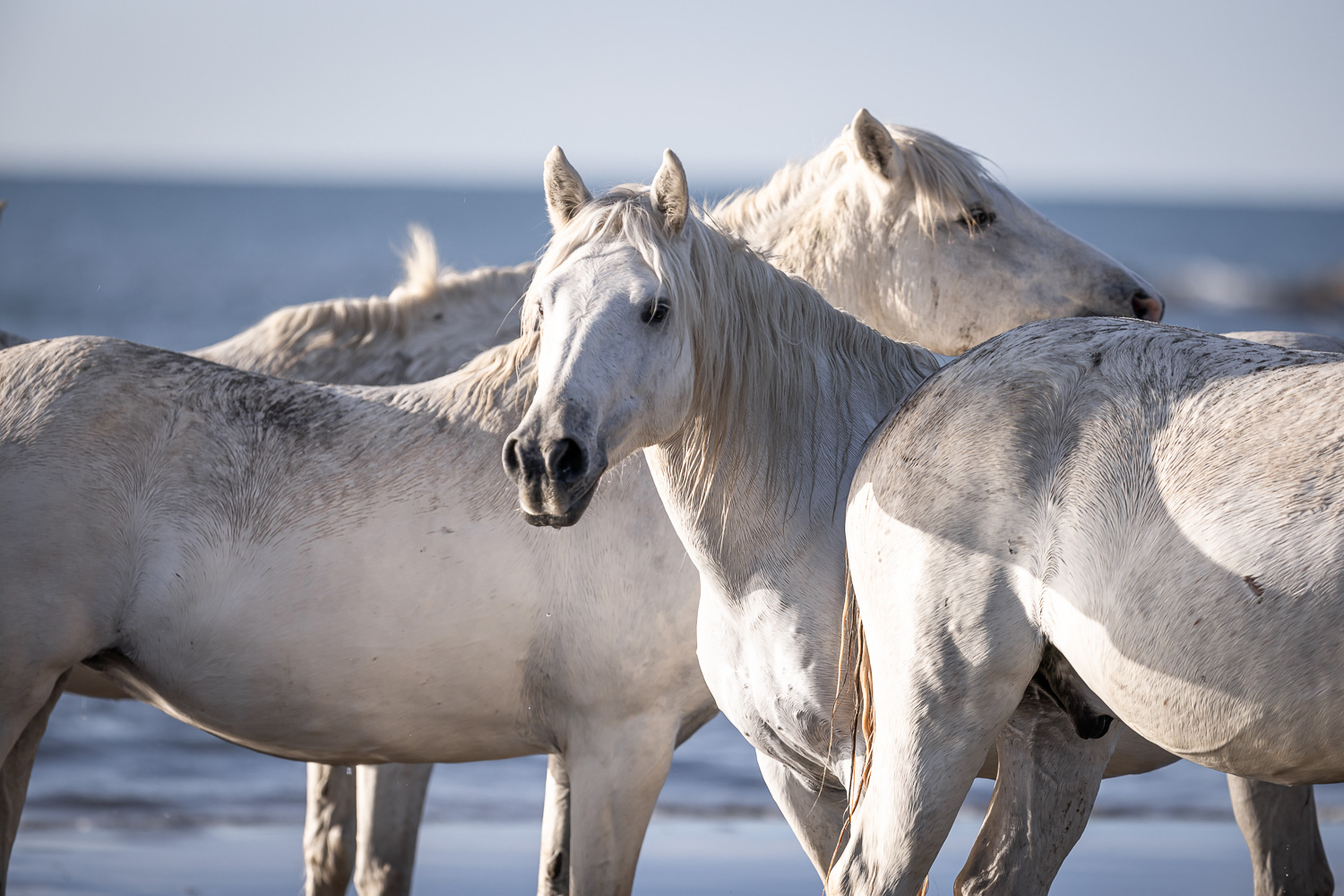 Camarguepferde am Meer