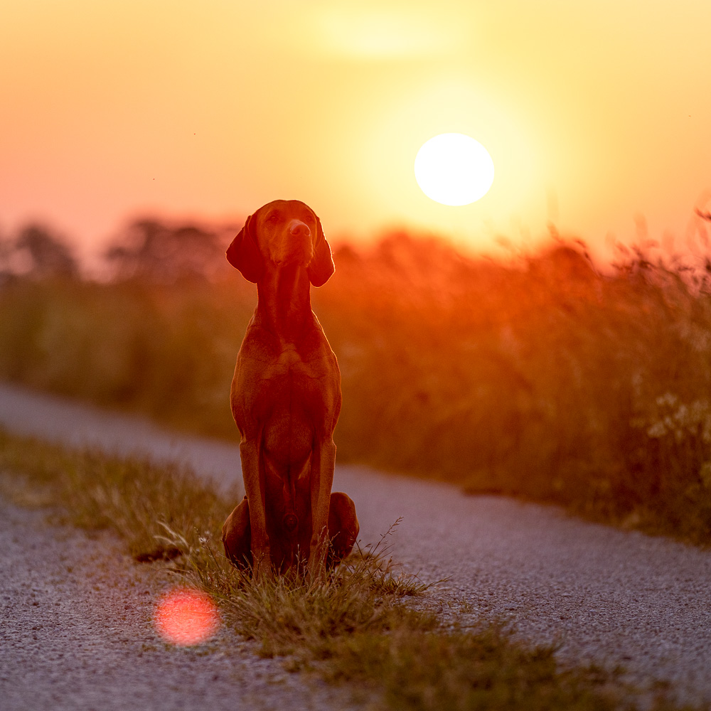Vizsla sitzt auf dem Weg