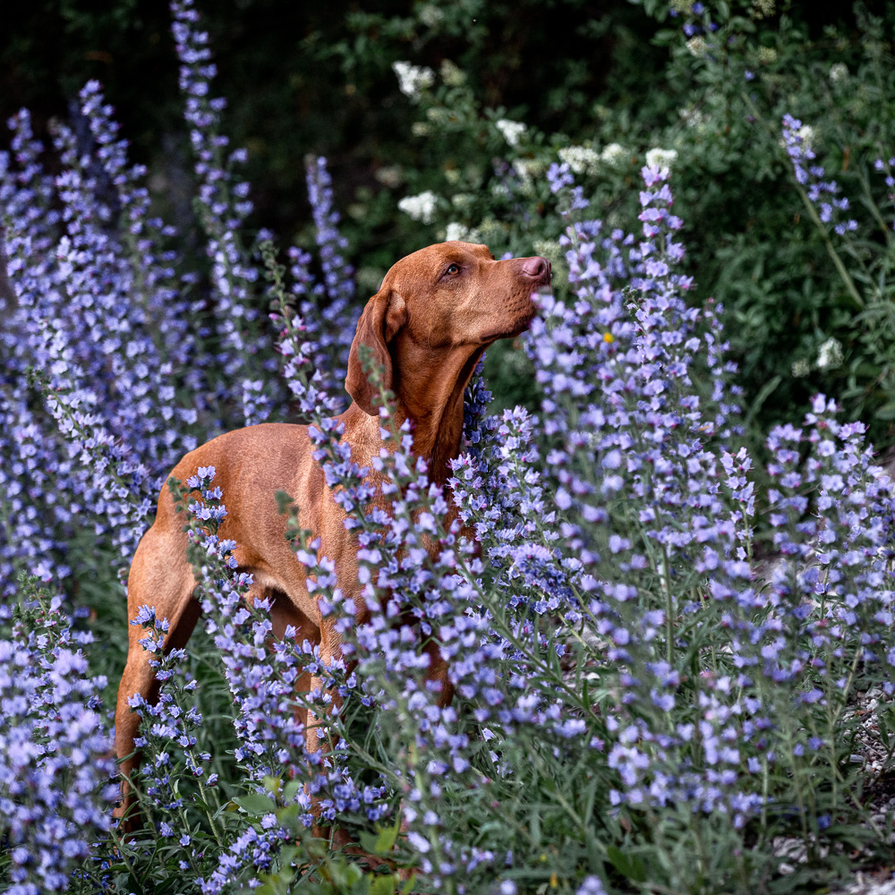 Vizla zwischen lila Blumen