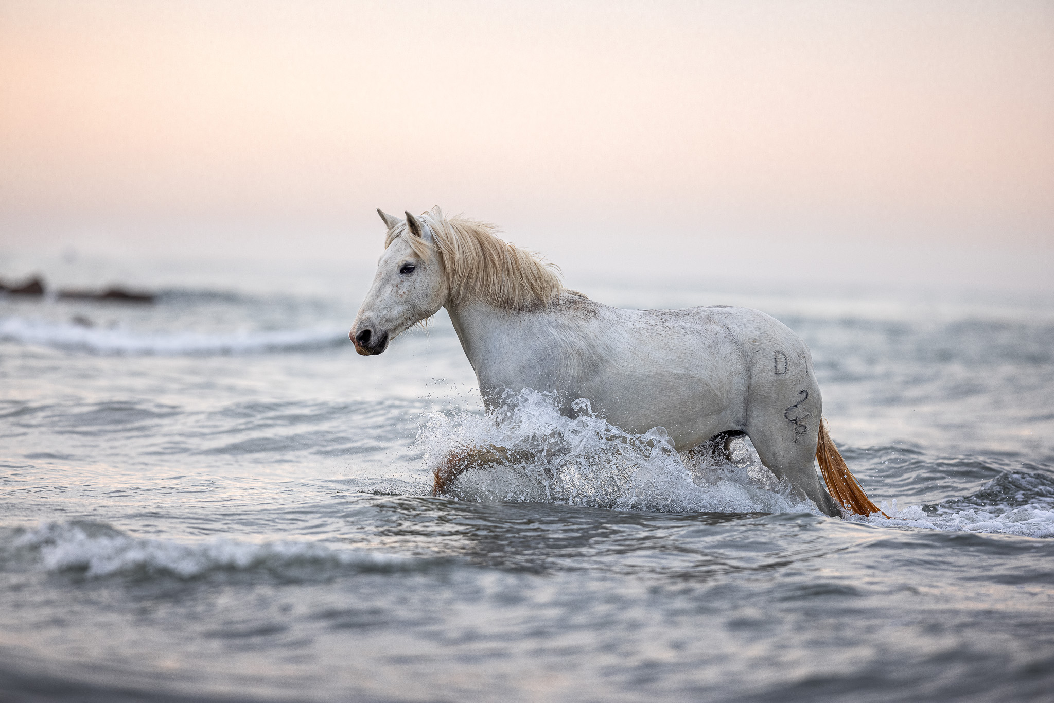 Camarguepferd im Meer