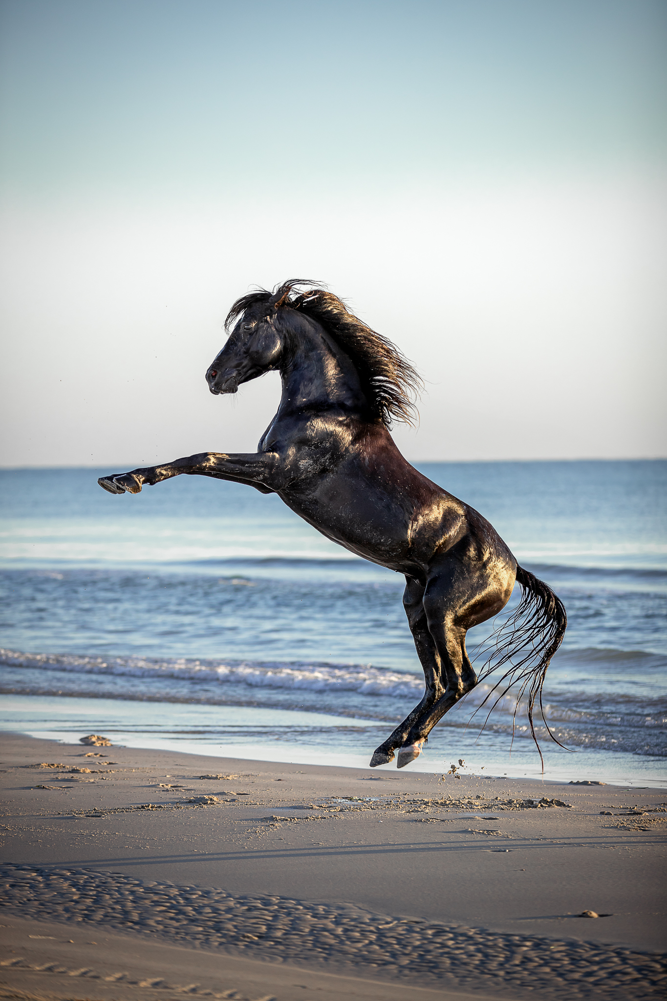 Berberhengst am Strand