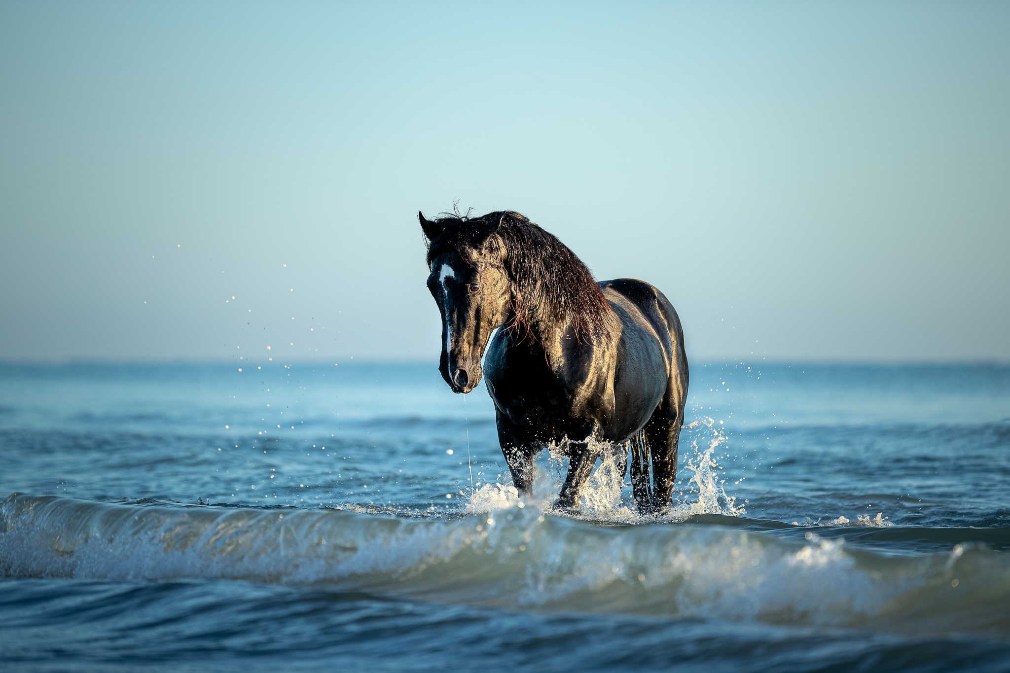 Berberhengst im Wasser