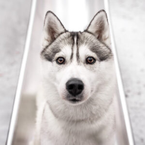 ein weißer Husky sitzt in einer Kinderrutsche aus Metall.