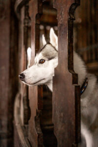 Husky