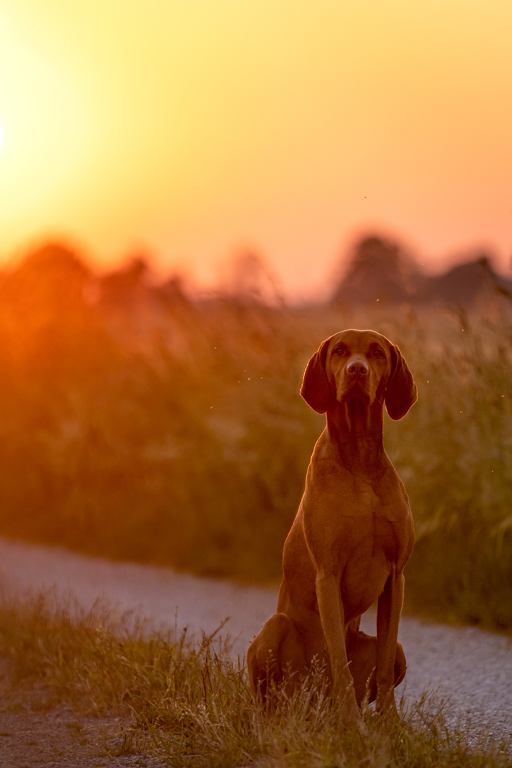 Vizsla im Sonnanaufgang