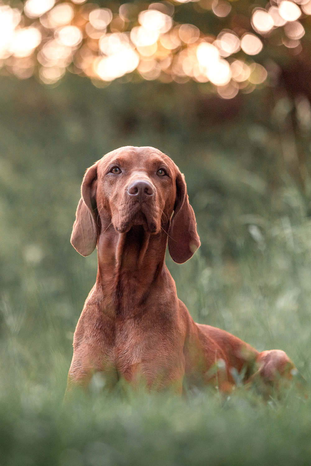 Hund liegt im Gras