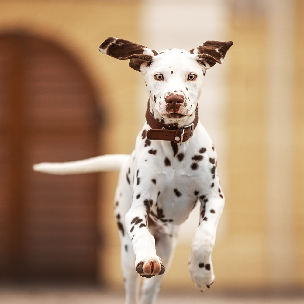 Sprüche mit Hunden