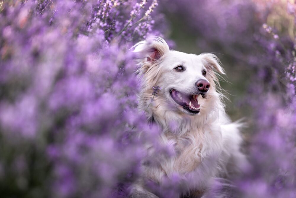 Hundefotografie