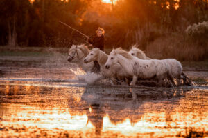 Camarguepferde im Sumpf