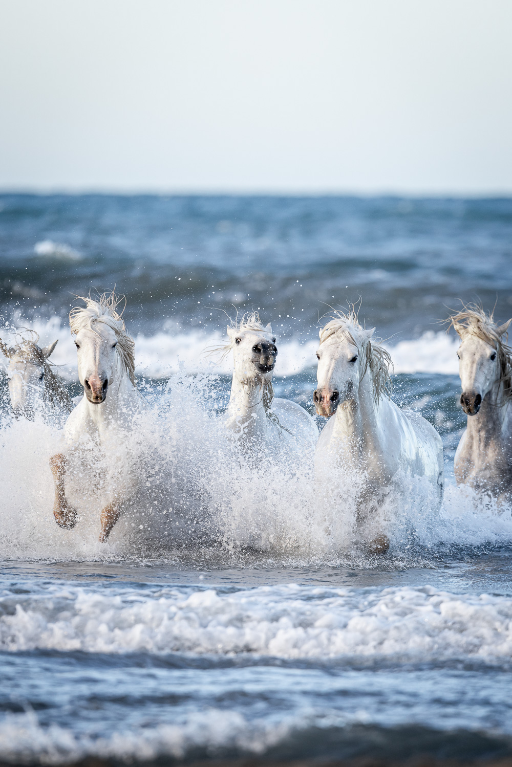 Abenteuer Camargue