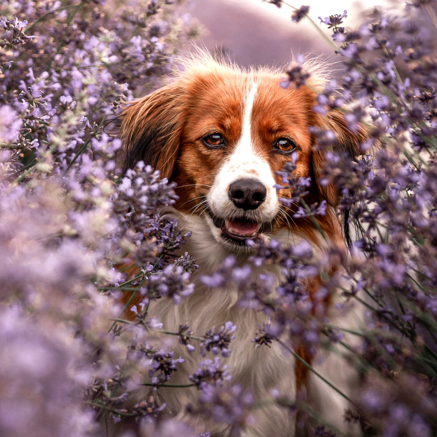Kooikerhondje im Lavendelfeld