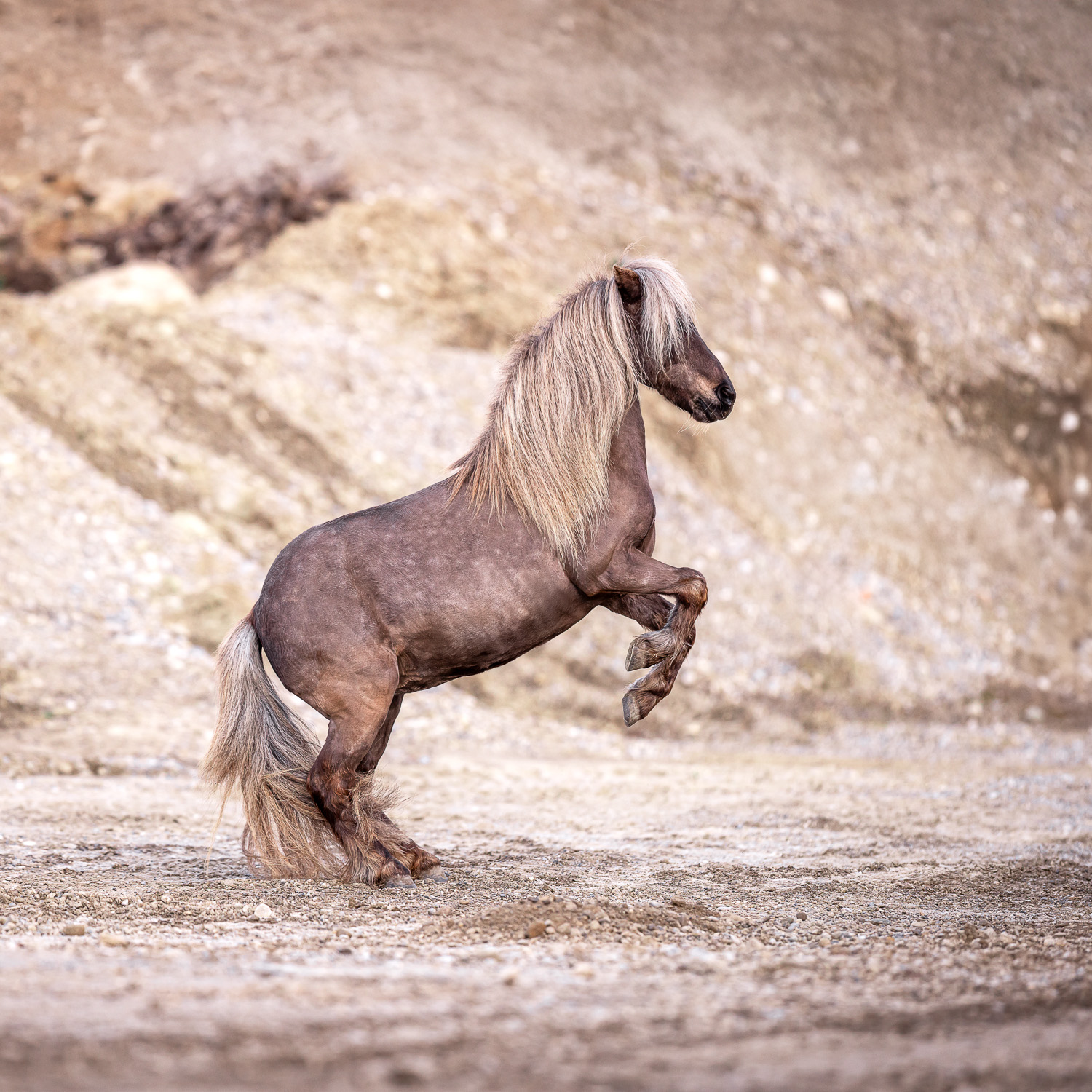 Shetty in der Kiesgrube