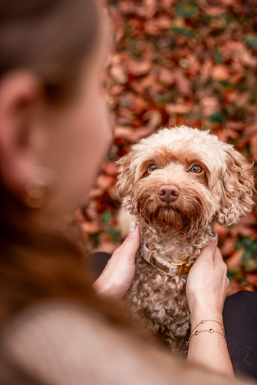 Ein Pudel sitzt im Herbstlaub vor seiner Besitzerin.