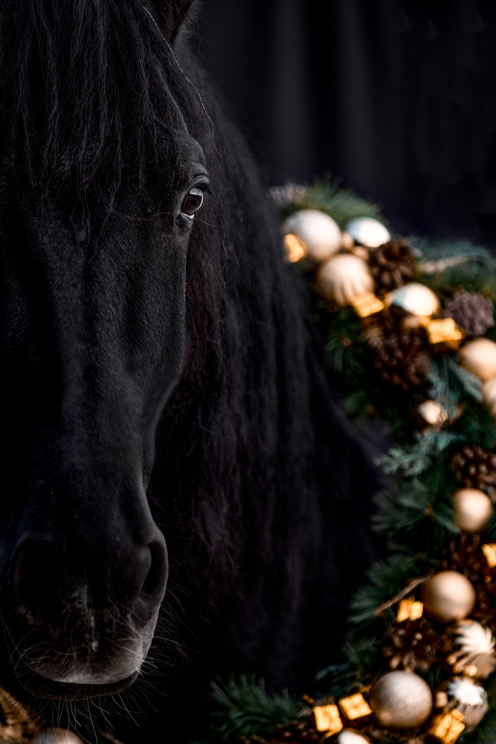 Schwarzes Pferd mit goldenem Weihnachtskranz