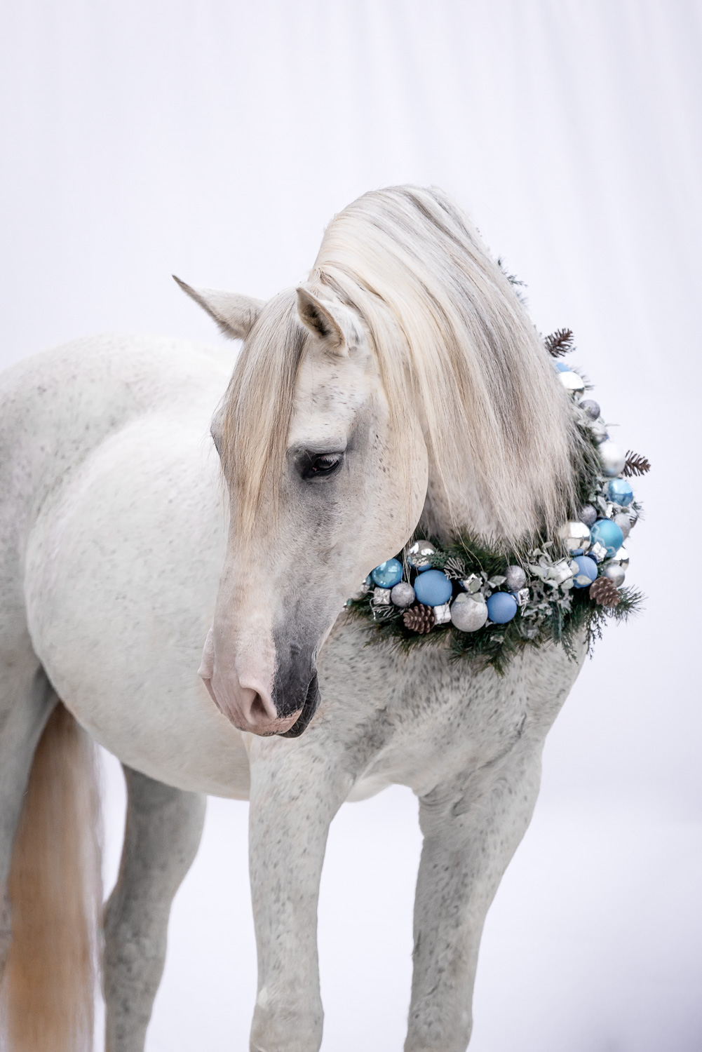weißes Pferd mit Weihnachtskranz um den Hals vor weißem Hintergrund.