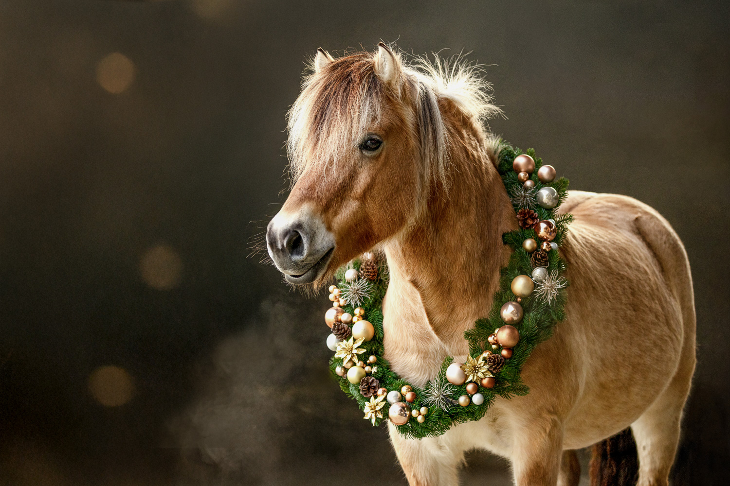 Fjordpferd mit Weihnachtskranz um den Hals