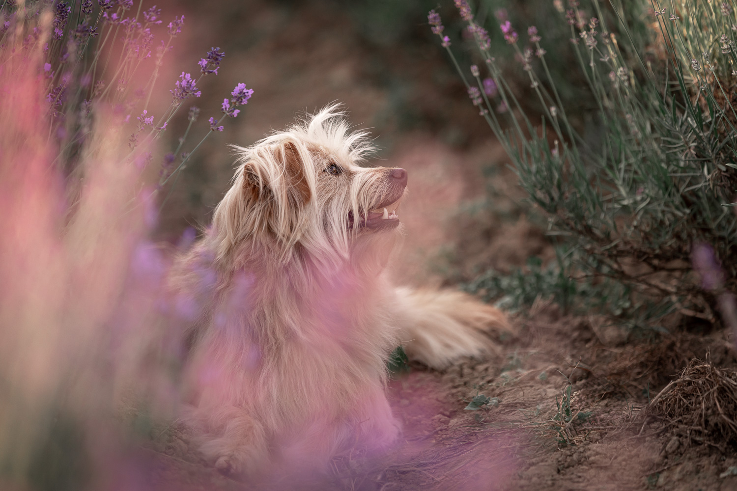 Mischlingshündin liegt im Sommer im Lavendelfeld