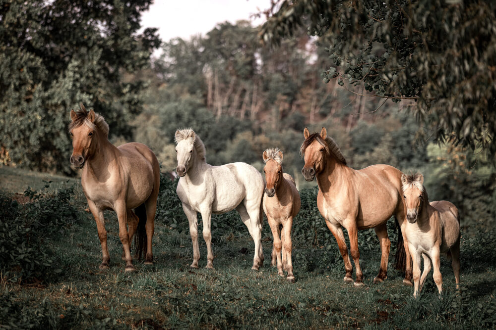 Fjordpferde Herde, Stuten mit Fohlen stehen in der Natur