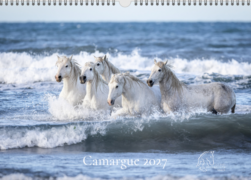 Eine Herde Camarguepferde kommt aus dem Meer gelaufen